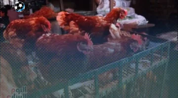 أسعار الفراخ البيضاء اليوم الاثنين في الغربية تصل إلى 65 جنيهاً